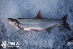 鲶鱼生活在什么水层 翘嘴鱼生活在什么水层