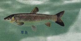 混子是草鱼还是青鱼?——深入解析混子身份之谜