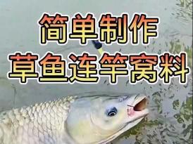 青储玉米对草鱼的喂养价值及实践指南