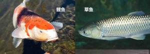 鲤鱼和草鱼哪个有营养 鲤鱼和草鱼哪个好吃刺少