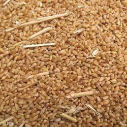 玉米小麦草鱼窝料制作指南:钓鱼达人的秘密武器