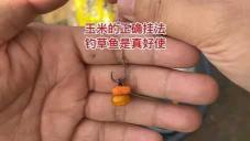 利用玉米垂钓草鱼及其他鱼类技巧