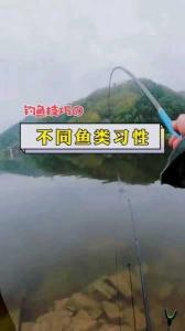关于水温在摄氏十五度时的鲤鱼草鱼钓鱼攻略——了解鱼儿习性,高