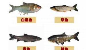 草鱼与胖头鱼:价格差异及影响因素探讨