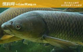 高温钓草鱼钓底还是浮 高温天气钓草鱼钓底还是钓浮