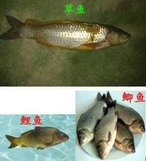 关于鲫鱼草鱼鲤鱼混养比例的研究与探讨