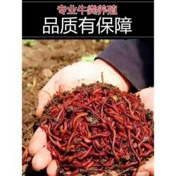 渔具店的蚯蚓都是从哪进货的 渔具店的蚯蚓和自己挖的区