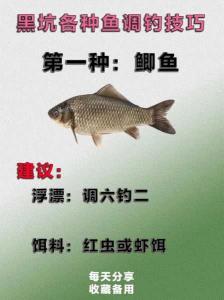 草鱼鲫鱼混养塘垂钓技巧分享