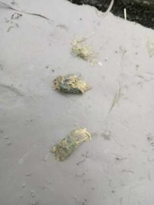 草鱼粪便与草鱼饮食关系的探究——鱼的粪便会有其他鱼类食用吗?