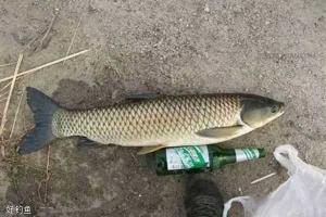 秋分时节钓草鱼攻略:巧妙打窝的技巧与心得