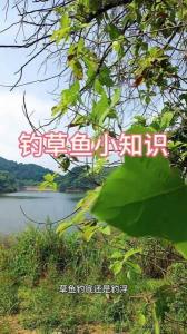 钓草鱼阴天时候钓浮还是钓底 冬天阴天草鱼钓多深