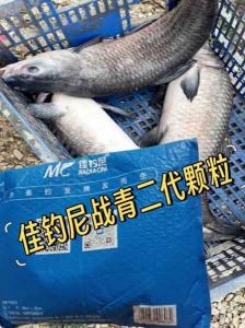 草鱼吃玉米粒，钓鱼攻略全解析