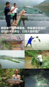 钓草鱼怎样挂草和菜叶 空心菜喂草鱼有什么营养价值