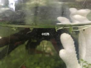 鱼缸线虫防治最简单有效的办法 鱼线缠住