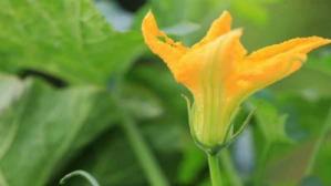 钓草鱼挂南瓜花图解 大草鱼做鱼丸视频教程
