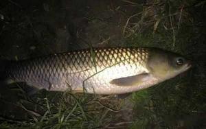 钓草鱼夜钓好还是白天 夏季夜钓草鱼的最佳时间