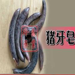 钓草鱼鲢鱼的通用饵:专业配方与技巧分享
