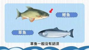 鲮鱼与鲤鱼草鱼的奥秘:形态相似,实为各异