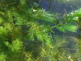 草鱼养殖中不宜使用的水草及其注意事项