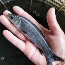螺蛳青与草鱼:美食之争,哪个更胜一筹?