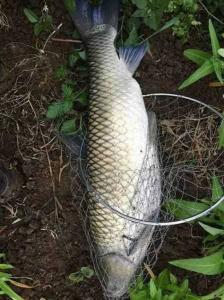钓草鱼深度选择:几米水深最适宜?