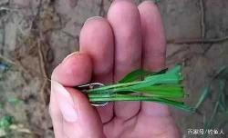 《高效捕捉草鱼:利用蟑螂作为诱饵的钓草鱼装钩技巧》