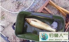 【钓草鱼利器:发酵玉米制作全攻略】
