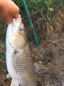 钓草鱼视频大全高清 海竿钓草鱼视频大全