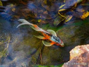 鲤鱼主线25：深度解析鲤鱼行为习性及其在水族箱中的养殖技巧