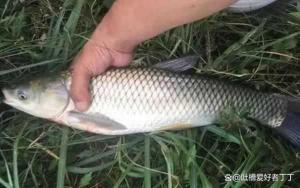 鲤鱼草鱼的生活环境:是否在水底?